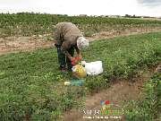 Baum- und Rosenschule Müller - GALLERY
