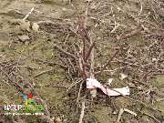 Baum- und Rosenschule Müller - GALLERY