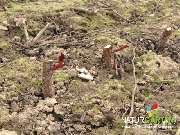 Baum- und Rosenschule Müller - GALLERY