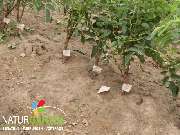 Baum- und Rosenschule Müller - GALLERY