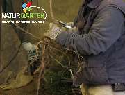 Baum- und Rosenschule Müller - GALLERY