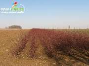 Baum- und Rosenschule Müller - GALLERY