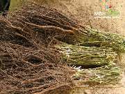 Baum- und Rosenschule Müller - GALLERY