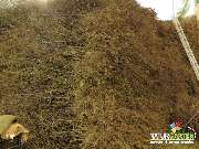 Baum- und Rosenschule Müller - GALLERY