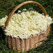 Baum- und Rosenschule Müller - GALLERY