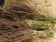 Baum- und Rosenschule Müller - GALLERY