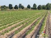 Baum- und Rosenschule Müller - GALLERY