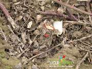 Baum- und Rosenschule Müller - GALLERY