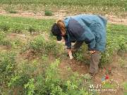 Baum- und Rosenschule Müller - GALLERY