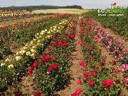 Baum- und Rosenschule Müller - GALLERY