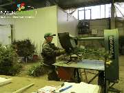 Baum- und Rosenschule Müller - GALLERY