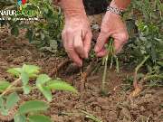 Baum- und Rosenschule Müller - GALLERY