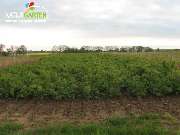 Baum- und Rosenschule Müller - GALLERY