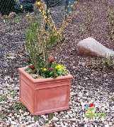 Baum- und Rosenschule Müller - GALLERY