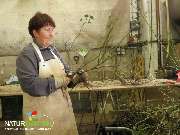 Baum- und Rosenschule Müller - GALLERY