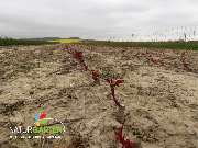 Baum- und Rosenschule Müller - GALLERY
