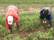 Baum- und Rosenschule Müller - GALLERY