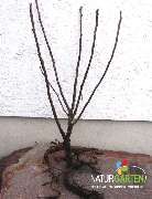 Baum- und Rosenschule Müller - GALLERY