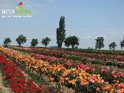 Baum- und Rosenschule Müller - GALLERY