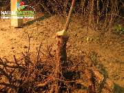 Baum- und Rosenschule Müller - GALLERY