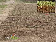 Baum- und Rosenschule Müller - GALLERY