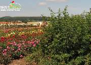 Baum- und Rosenschule Müller - GALLERY