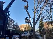 Baum- und Strauchpflege Mathias Keßeler - GALLERY
