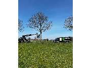 Baum- und Strauchpflege Mathias Keßeler - GALLERY