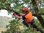 Baumdienst Behan - GALLERY