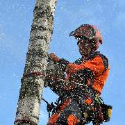 Baumdienst Behan - GALLERY