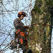 Baumdienst Behan - GALLERY