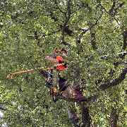 Baumdienst Behan - GALLERY