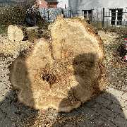 Baumdienst Behan - GALLERY