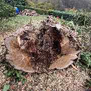 Baumdienst Behan - GALLERY