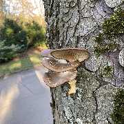 Baumdienst Behan - GALLERY