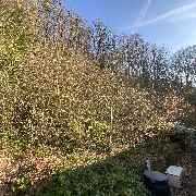 Baumdienst Behan - GALLERY