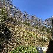 Baumdienst Behan - GALLERY