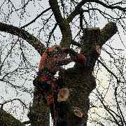 Baumdienst Behan - GALLERY