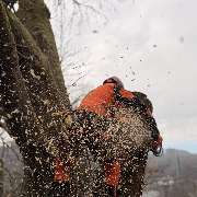 Baumdienst Behan - GALLERY