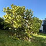 Baumdienst Behan - GALLERY