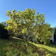 Baumdienst Behan - GALLERY