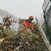 Baumdienst Behan - GALLERY