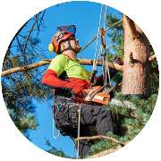 Baumdienst Blümig - Baumpflege & Baumfällung Wuppertal - Baumpflege