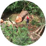 Baumdienst Blümig - Baumpflege & Baumfällung Wuppertal - Sturmschäden