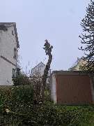 Baumdienst Herrmann - GALLERY