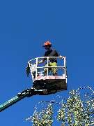 Baumdienst Herrmann - GALLERY