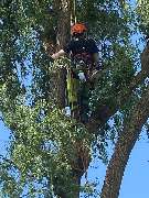 Baumdienst Herrmann - GALLERY