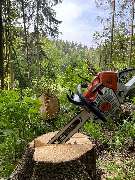 Baumdienst Herrmann - GALLERY