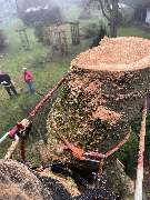 Baumdienst Herrmann - GALLERY