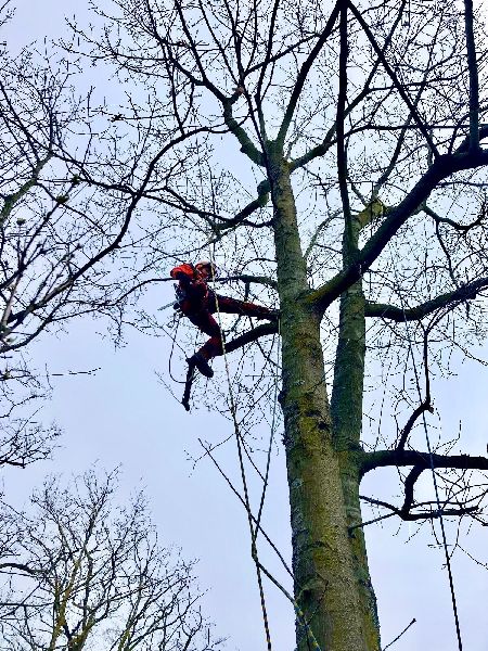 Baumdienst Philipp Krämer - GALLERY